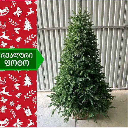 ნაძვის ხე კალიფორნია 180 სმ (KS-180), 6 imageნაძვის ხე კალიფორნია 180 სმ (KS-180), 6 imageნაძვის ხე კალიფორნია 180 სმ (KS-180), 6 image